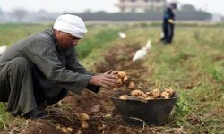 العراق في المركز الثامن كأكثر الدول استقبالا للصادرات الزراعية المصرية